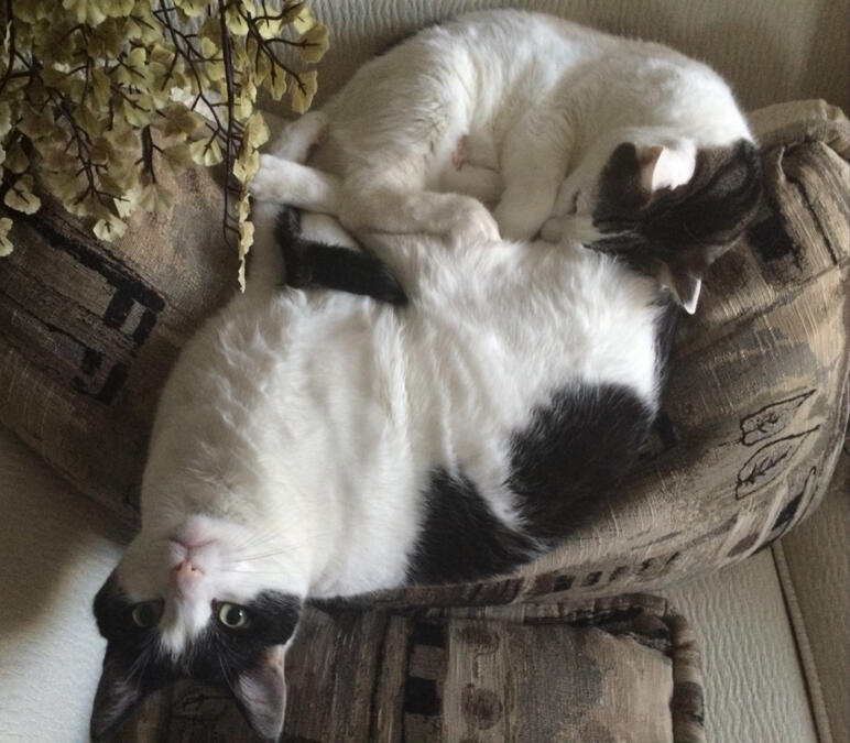 Sierra Lema&#39;s cats: Menace and Trouble